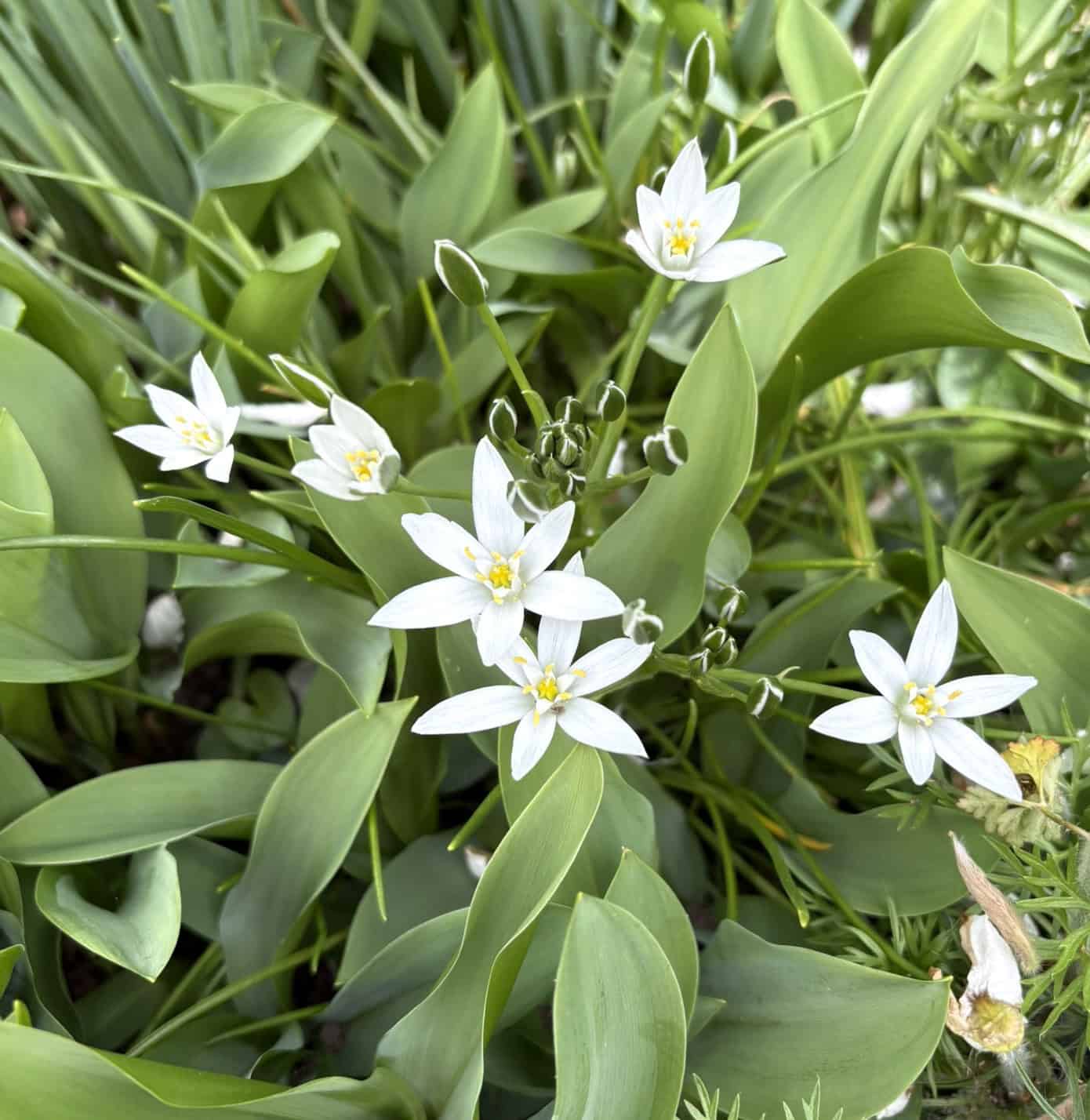 star of Bethlehem flowers in The Cloisters Gardens NY