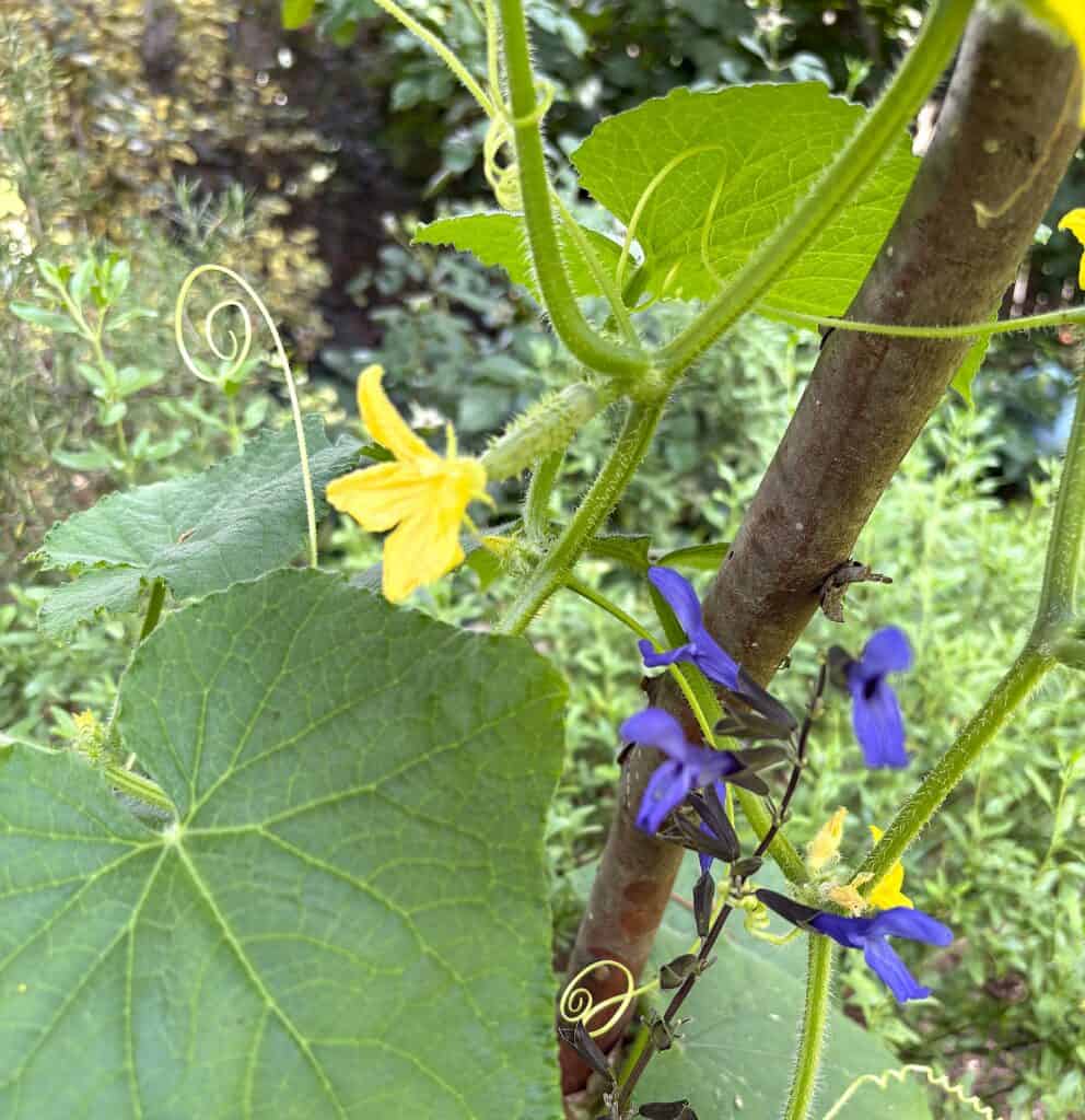 cucumber vine detail growing in a kitchen garden