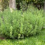 hyssop in spring growing in a Texas garden