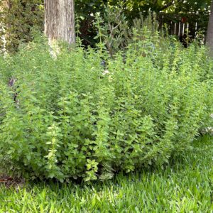 hyssop in spring growing in a Texas garden