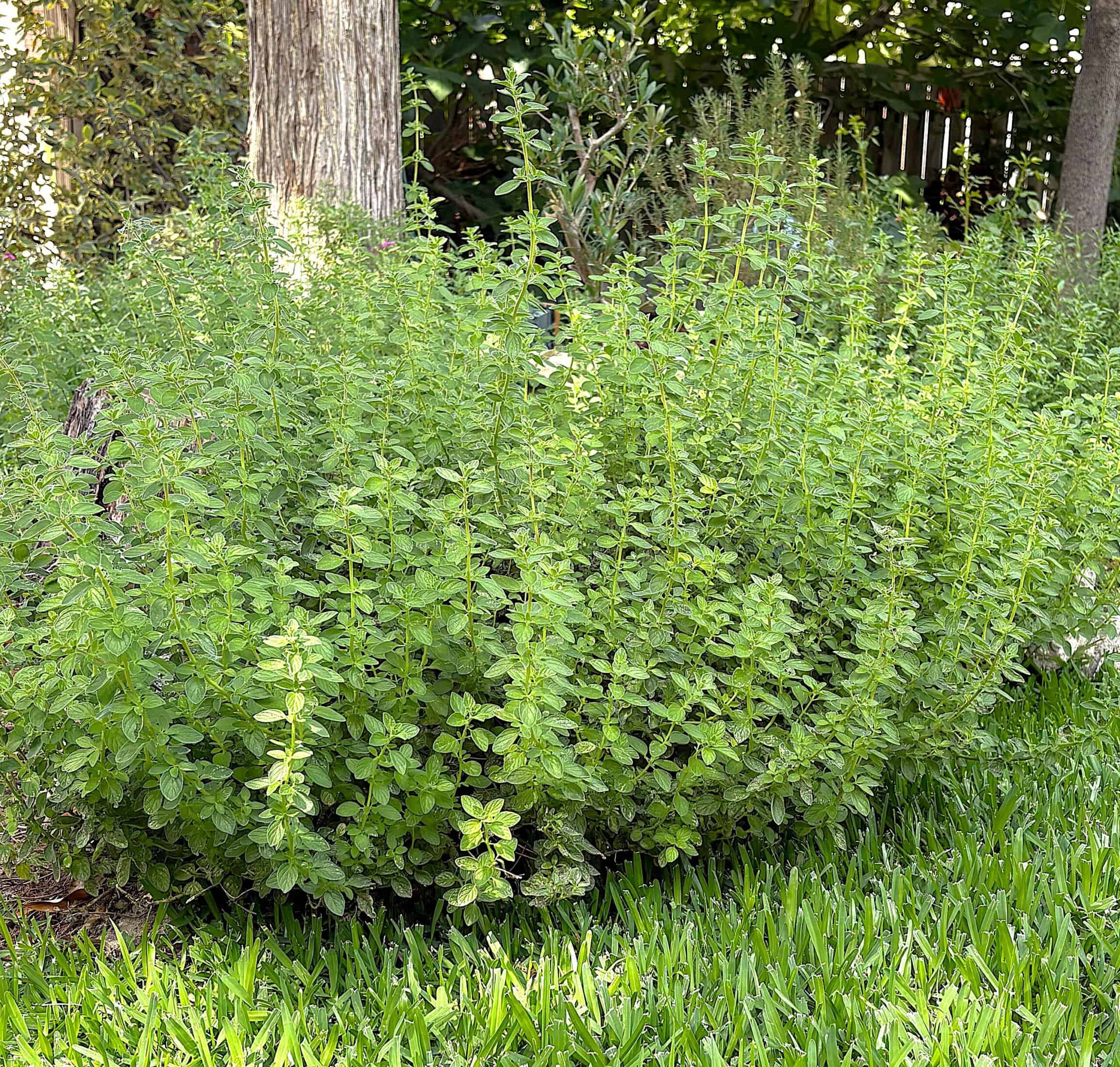 hyssop in spring growing in a Texas garden