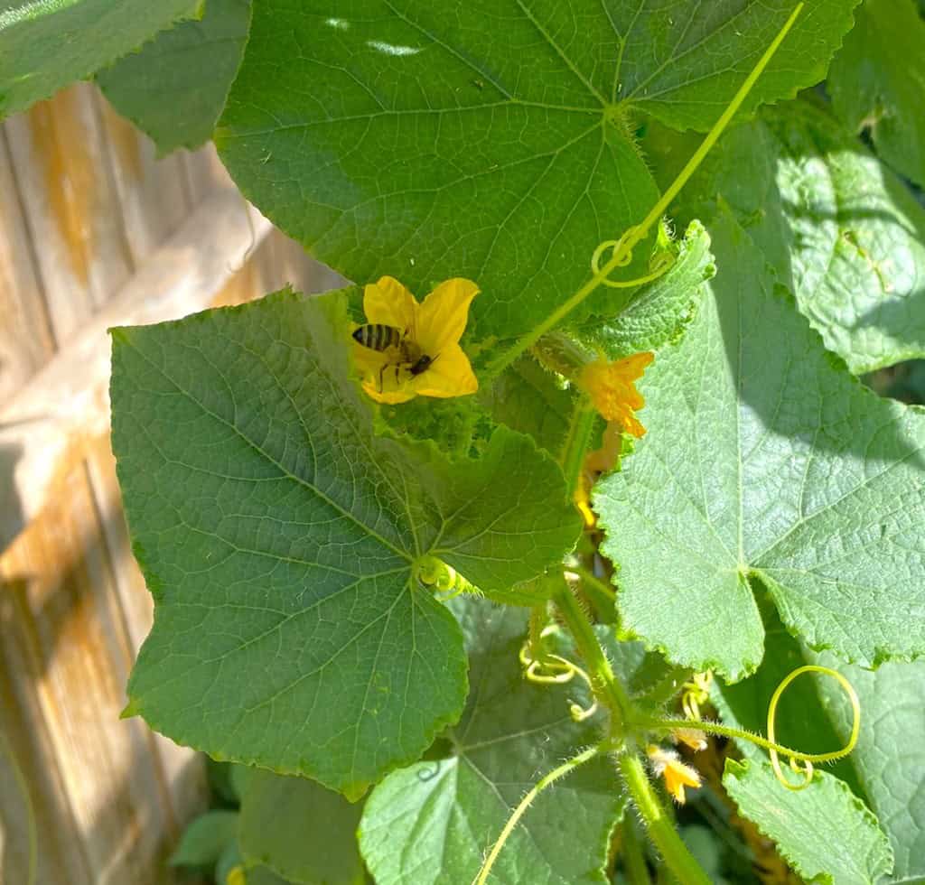 bee pollenating cucumber flower