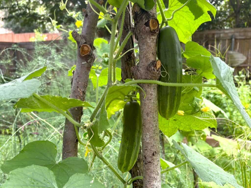 cucumbers on the vine ready for a pickle recipe