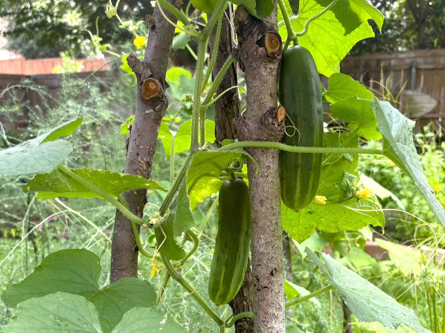 ©Shelley S. Cramm cucumbers trellised in a Texas garden