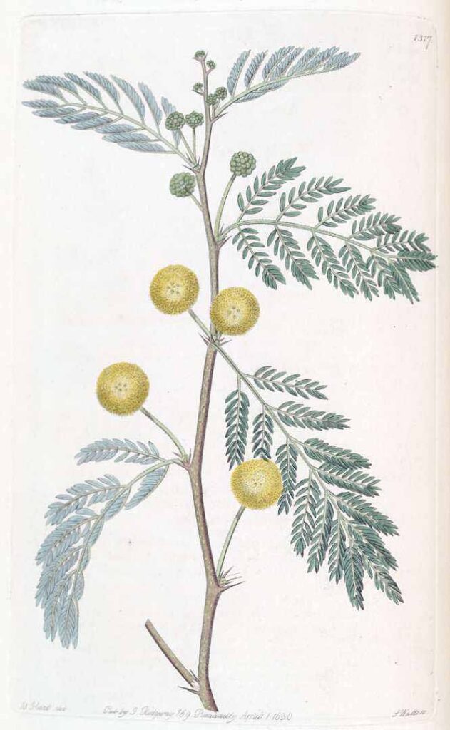 Lindley, John., Edwards’s Botanical Register, vol. 16, plate 1317 drawing of Acacia albida by M. Hart, the acacia wood of the Bible