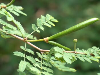 branch detail of acacia radiana leaflet taken at the Rodef Shalom Biblical Garden, Pittsburgh, PA