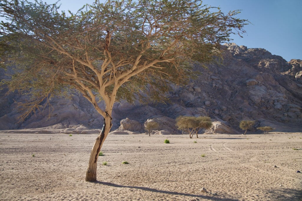 acacia trees in the sparse Sinai landscape, Acacia raddiana, not the acacia wood of the Bible