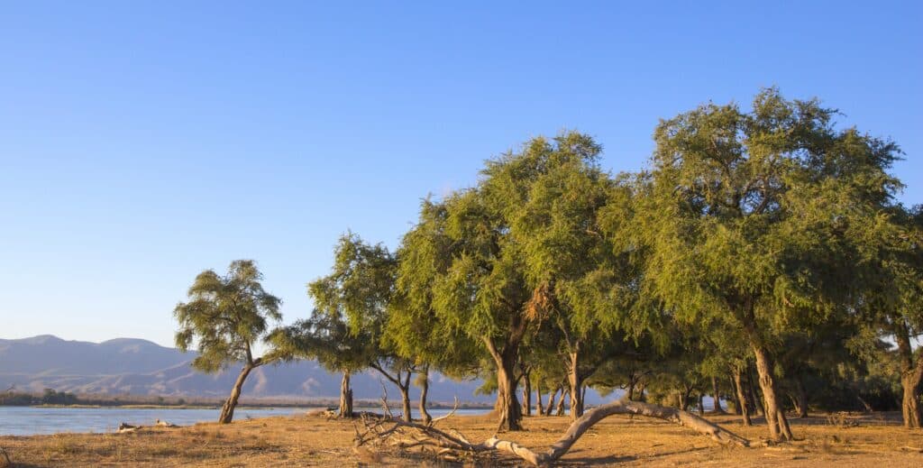 Acacia albida along the Zambezi River, Africa, the acacia wood of the Bible