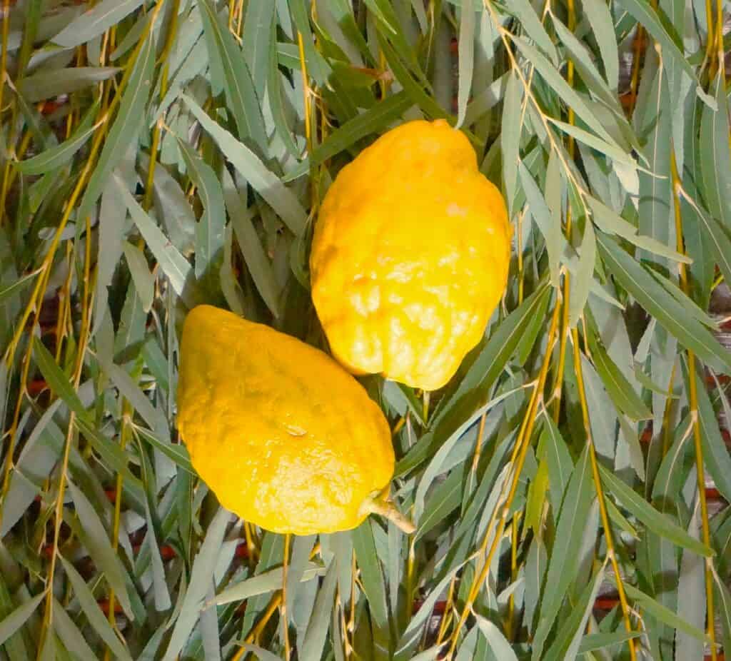 citrons and willow from the 4 species celebrating Feast of Tabernacles