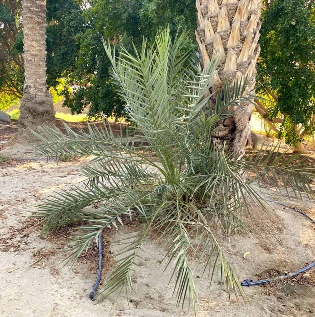 palm branches growing at the base of a tree, one of 4 species celebrating Feast of Tabernacles