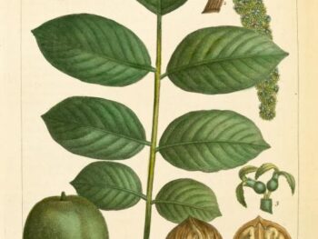 Botanical illustration by Francois Andre Michaux, The North American Sylva, 1841 from New York Public Library
