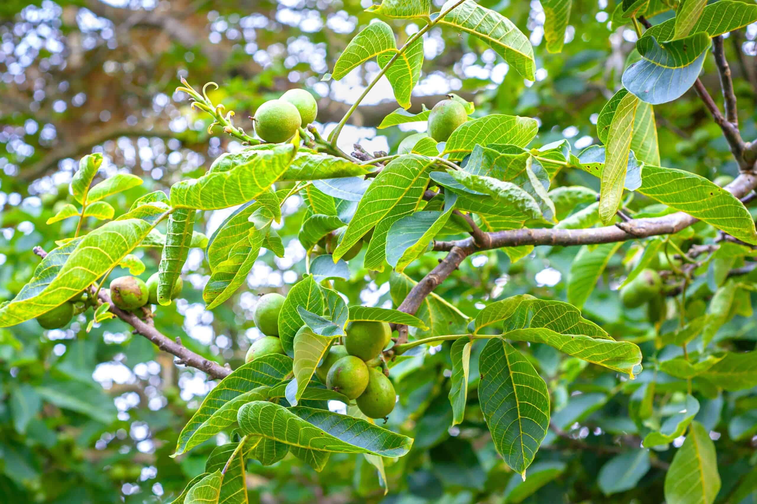 ID 325105350 | Juglans Regia © Menno Van Der Haven | Dreamstime.com Ripening walnuts on a tree with beautiful green leaves ID 325105350 | Juglans Regia © Menno Van Der Haven | Dreamstime.com Ripening walnuts on a tree with beautiful green leaves