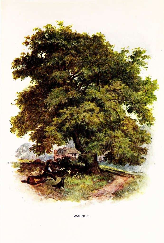 ©1906 by George Simonds Boulger (1853-1922) from Familiar Trees ©1906 by George Simonds Boulger (1853-1922) from Familiar Trees
