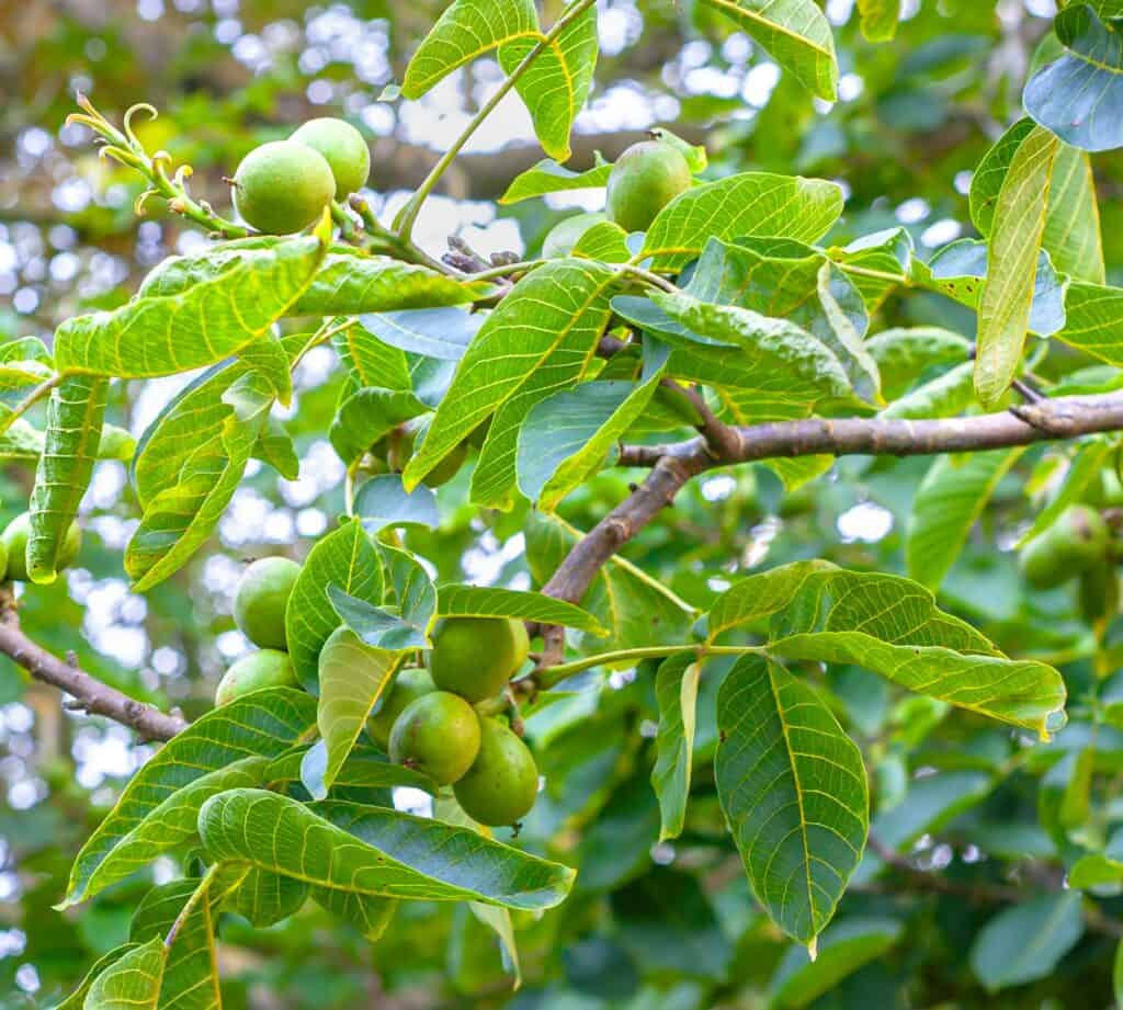 walnut tree branch with unripened nuts